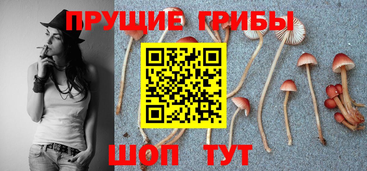 Кохма  Галлюциногенные грибы GOLDEN TEACHER  Вход с VPN  Галлюциногенные грибы Psilocybe 